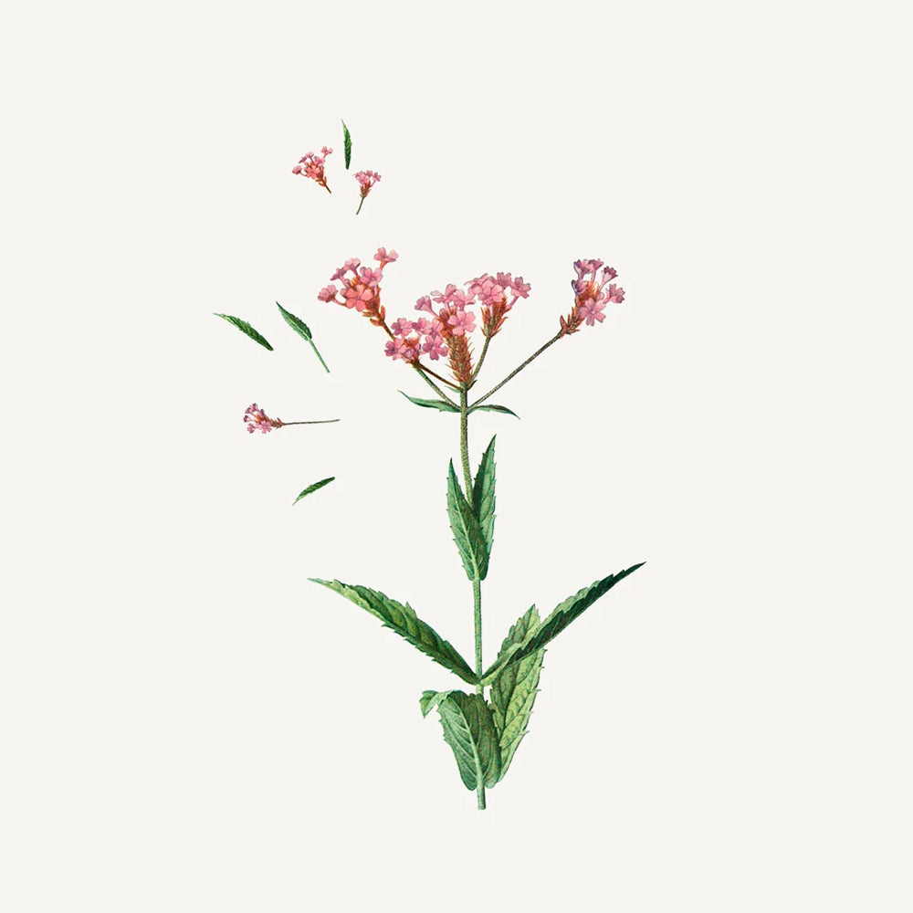 Verbena Shower Gel - NY EMBALLAGE