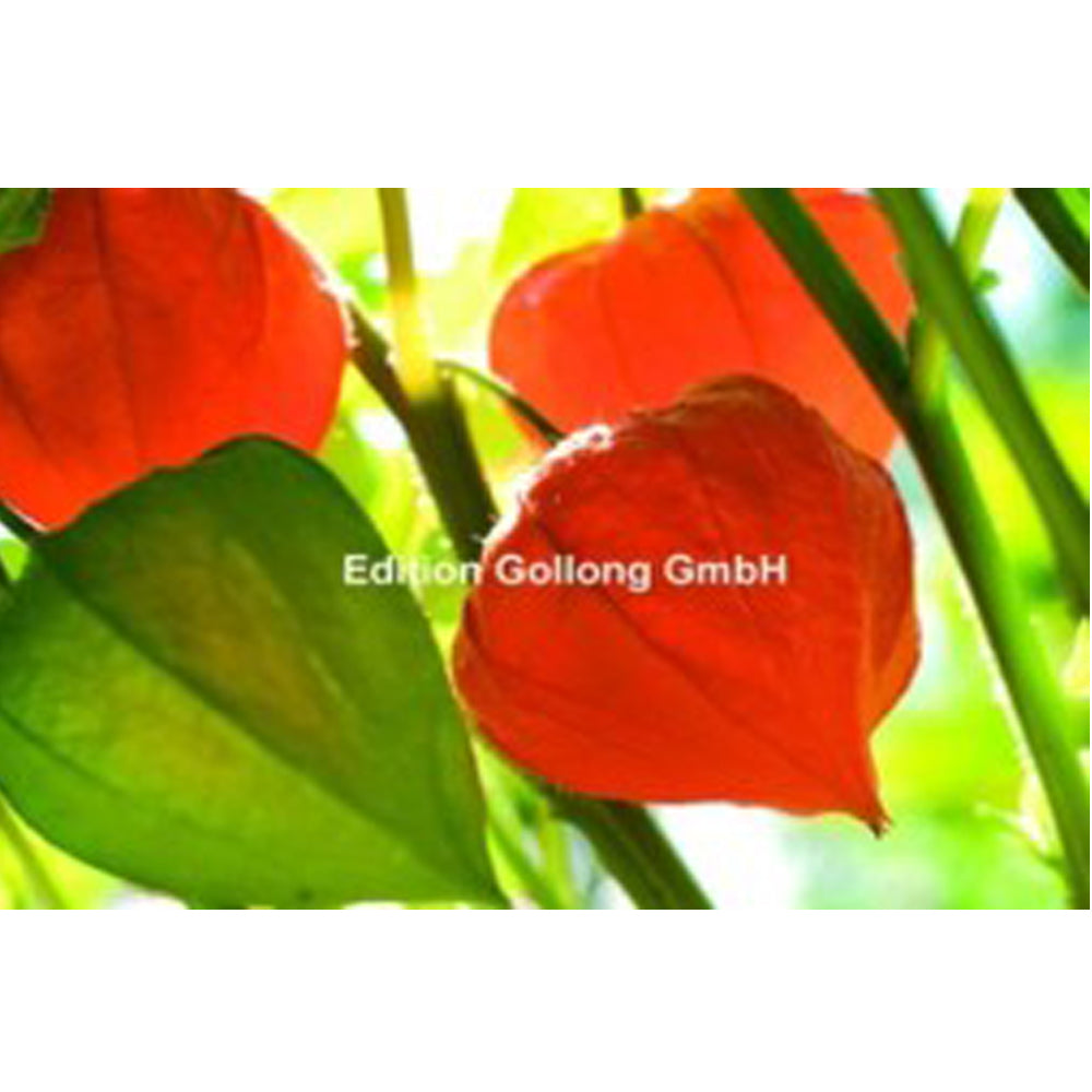 Kort med kuvert 1-1467