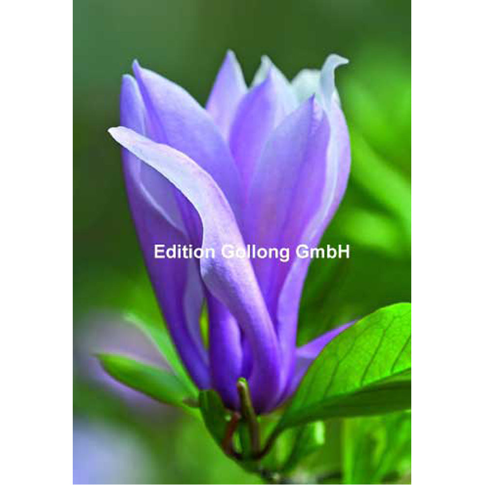 Kort med kuvert 1-2008