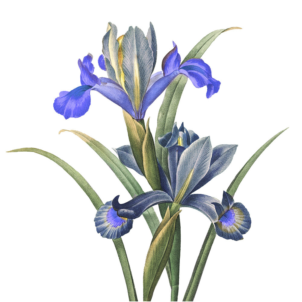 Marseille sæbe 500ml Blooming Iris