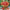 postkort qdk 349